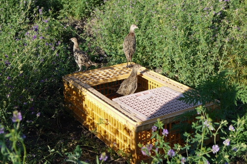 В Ростовской области в естественную среду обитания выпустили 150 молодых фазанов