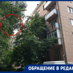 В Ростове большая ветка дерева готова упасть на головы посетителей поликлиники