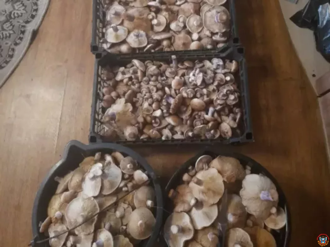 Где больше всего растет грибов-синеножек: Названы районы Ростовской области