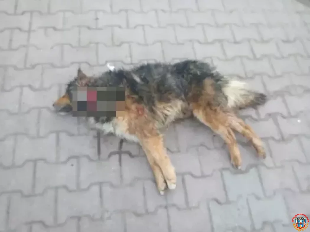 Изверги зарезали пса в парке М. Горького