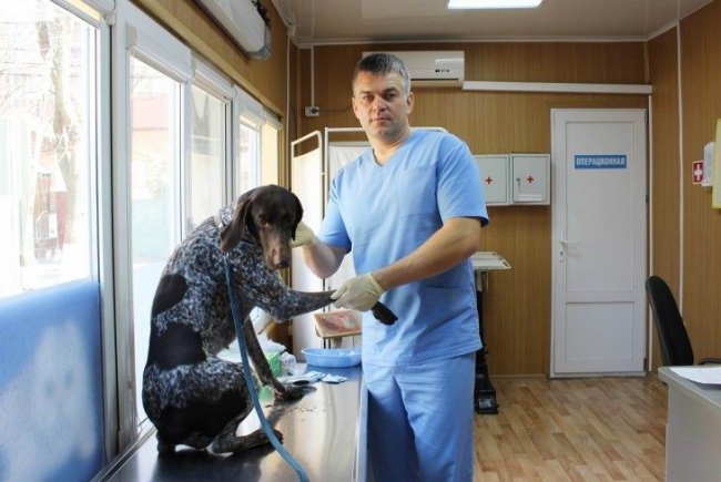 В Ростове ветеринары начали выездную вакцинацию домашних животных от бешенства