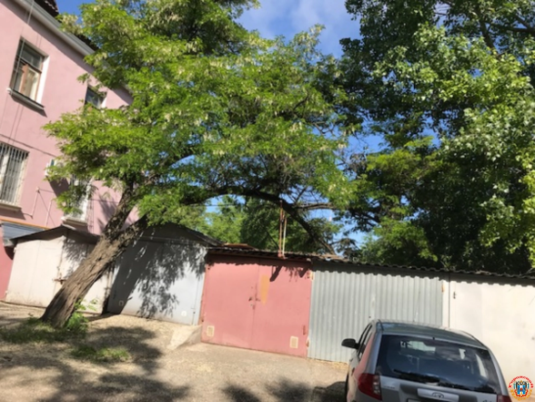 Ростовчане просят спилить аварийное дерево рядом с домом в переулке Орджоникидзе