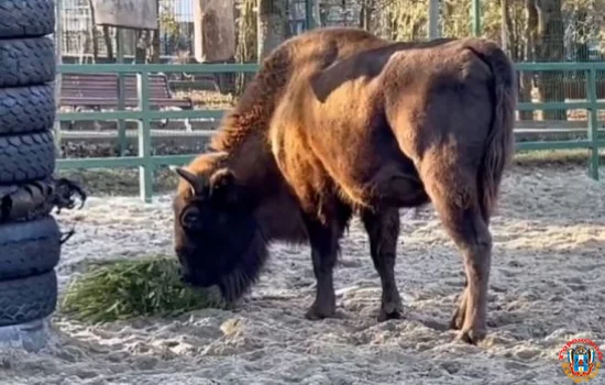 Около 300 нераспроданных новогодних деревьев получил Ростовский зоопарк