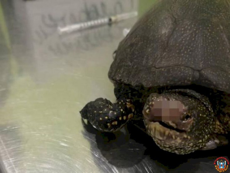 В Ростове неизвестные оторвали челюсть черепахе и бросили ее умирать на улице