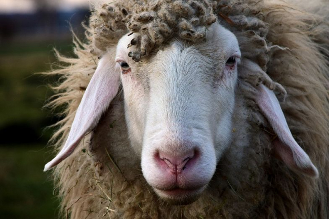 Донской фермер незаконно поместил у себя на небольшом подворье отару овец без документов