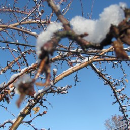 Мороз до минус 15 градусов ожидается 24 декабря в Ростове-на-Дону