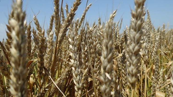 В Крыму из-за наводнения погибли более 100 гектаров посевов зерновых