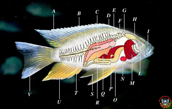 Как менялась ихтиофауна Сибири на границе перми и триаса