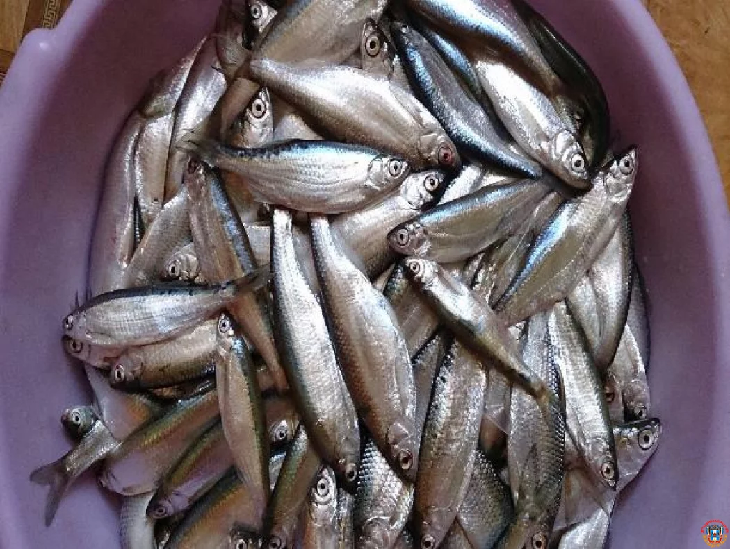 Легендарную ростовскую шамайку предложили исключить из Красной книги