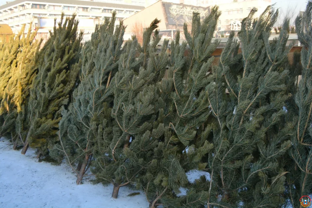 Стали известны цены на живые елки в Ростове