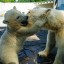 Маленькой медведице Айке из ростовского зоопарка исполнилось 7 месяцев 0