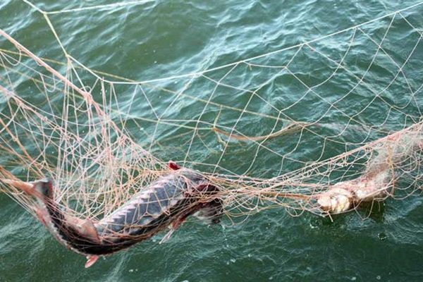 В Ростовской области двух рыбаков осудили за вылов карпа из частного пруда