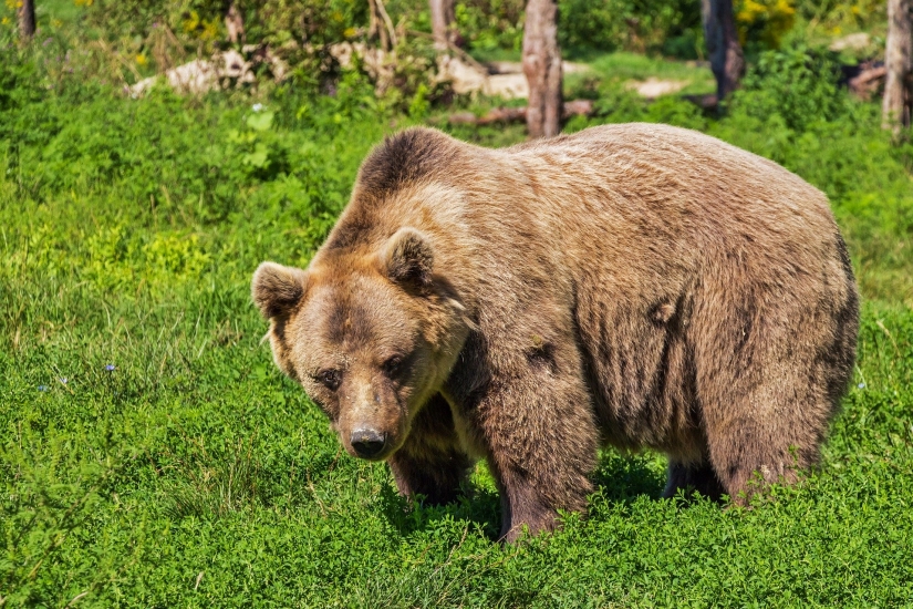 В зоопарке Ростова «Седьмое небо» проверят условия содержания медведя