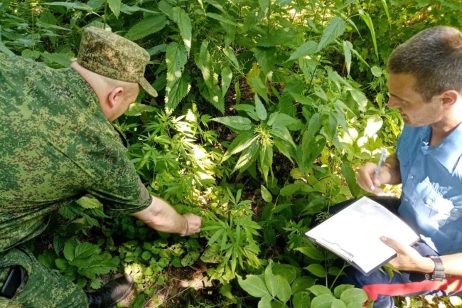 Казаки уничтожили заросли дикой конопли в Ростовской области Казаки уничтожили заросли дикой конопли в Ростовской области