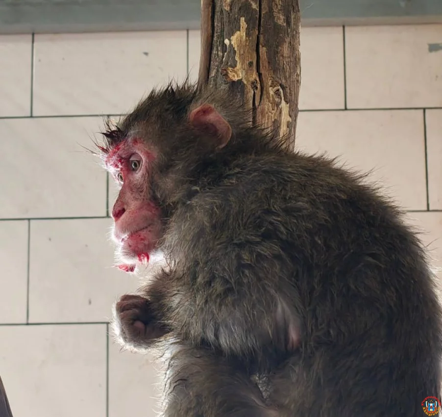 Кровавый передел в &laquo;Малинках&raquo;: ветеринары спасли японских макак после ночной схватки за лидерство