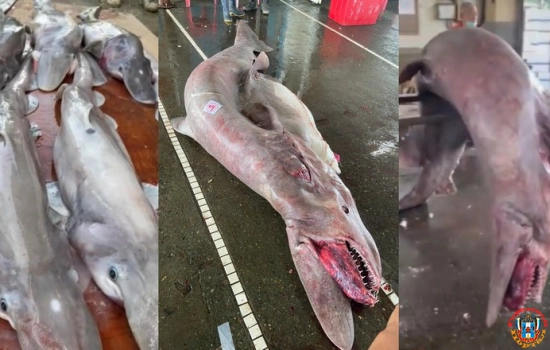Редкую акулу-гоблина выловили в водах Тайваня