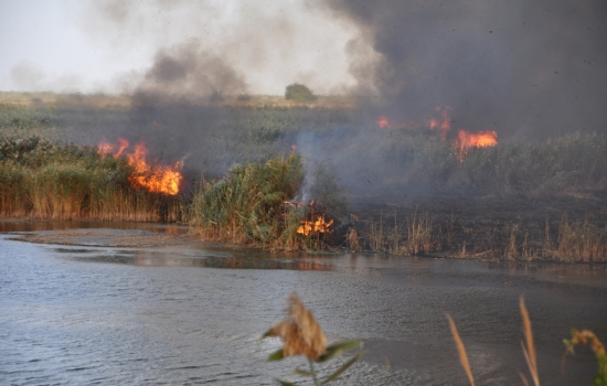 В Ростовской области в полтора раза увеличилось количество ландшафтных пожаров