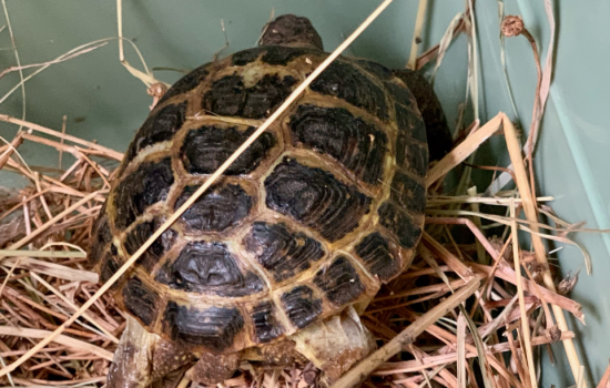 Две черепахи редкой особи переехали из Южного парка птиц «Малинки» в ростовский зоопарк