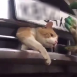 В Ростовском автосервисе мастера спасли злого кота, застрявшего в бампере автомобиля