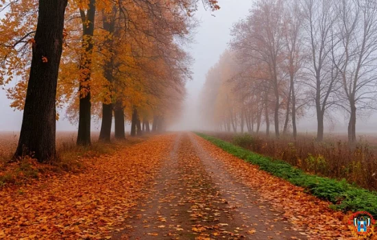 11 ноября ожидаются густой туман и дожди в Ростовской области