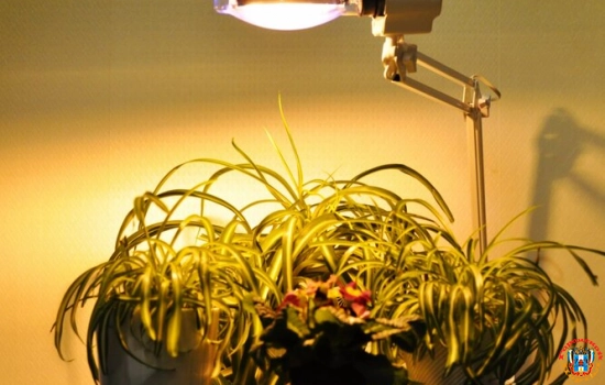 Можно ли вырастить растения при искусственном освещении и какой свет лучше всего подходит