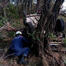 На Дону водитель легковушки врезался в дерево и перевернулся