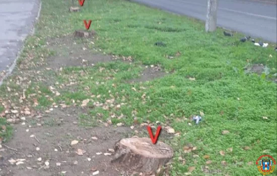 На улице Капустина вырубили 14 деревьев