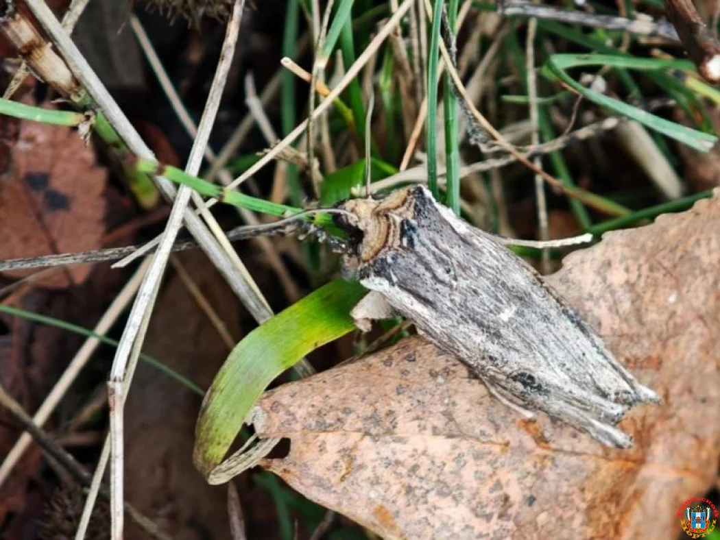 Редкую бабочку, которая поедает растения обнаружили в Волгодонском районе Редкую бабочку, которая поедает растения обнаружили в Волгодонском районе