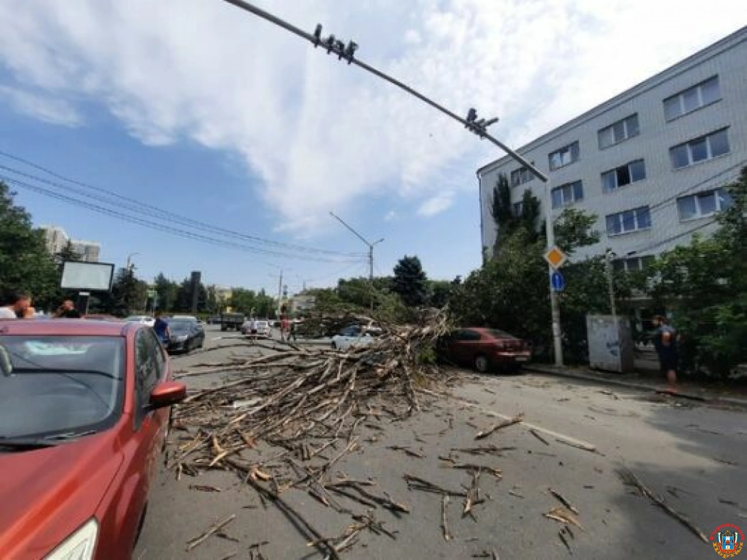В Ростове шквалистый ветер повалил более 30 деревьев