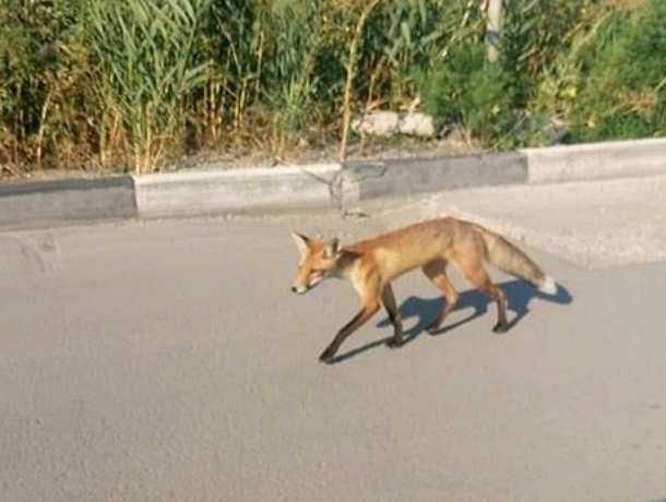 Прогуливающаяся по городу «болезненно» худая лисица вызвала «бешеную» панику у ростовчан