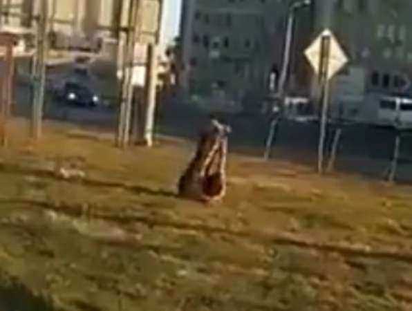«Пьяная» аэробика лохматой гимнастки у вокзала Ростова подняла настроение горожанам на видео