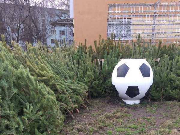 Борзых продавцов новогодних елок в Ростове "метлой" разогнали и влепили им штрафы