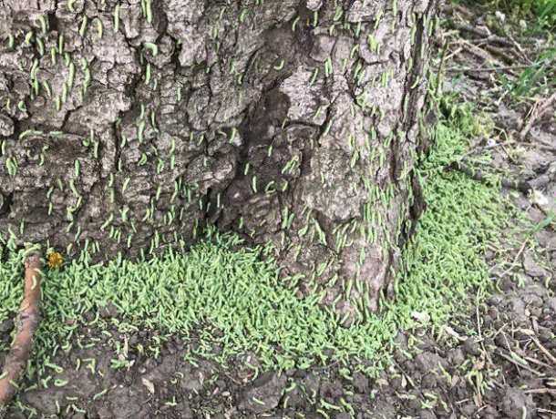 Жутко аномальное нашествие маленьких зеленых червячков шокировало посетителей парка в Ростове