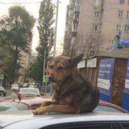 Отдыхавшая на крыше автомобиля большая «котособака» рассмешила жителей Ростова