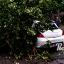 Поваленные деревья, разбитые машины: на Ростов налетел сильный шторм 1