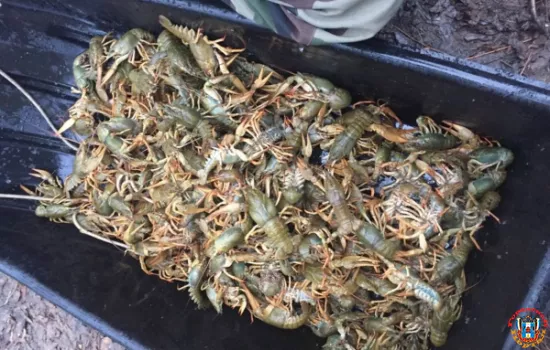 За 55 пойманных раков ростовчанину грозит три года тюрьмы