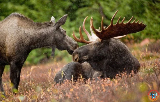 За убийство двух лосей предстанет перед судом житель Милютинского района