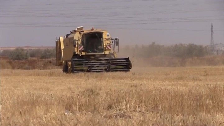 Посольство РФ в Вашингтоне: военные США воруют пшеницу на полях Сирии
