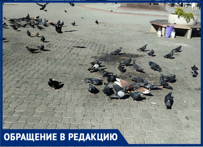 Ростовчанка пожаловалась на грязь на Соборной площади