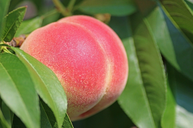 В Ростовской области уничтожили более 600 кг персиков