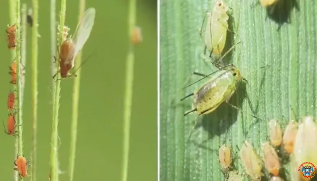 Донских аграриев предупредили о вредоносной злаковой тле Донских аграриев предупредили о вредоносной злаковой тле