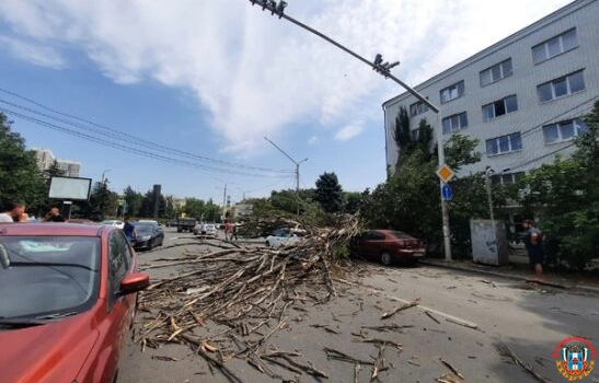 На Мечникова в Ростове упавшее дерево повредило три легковушки