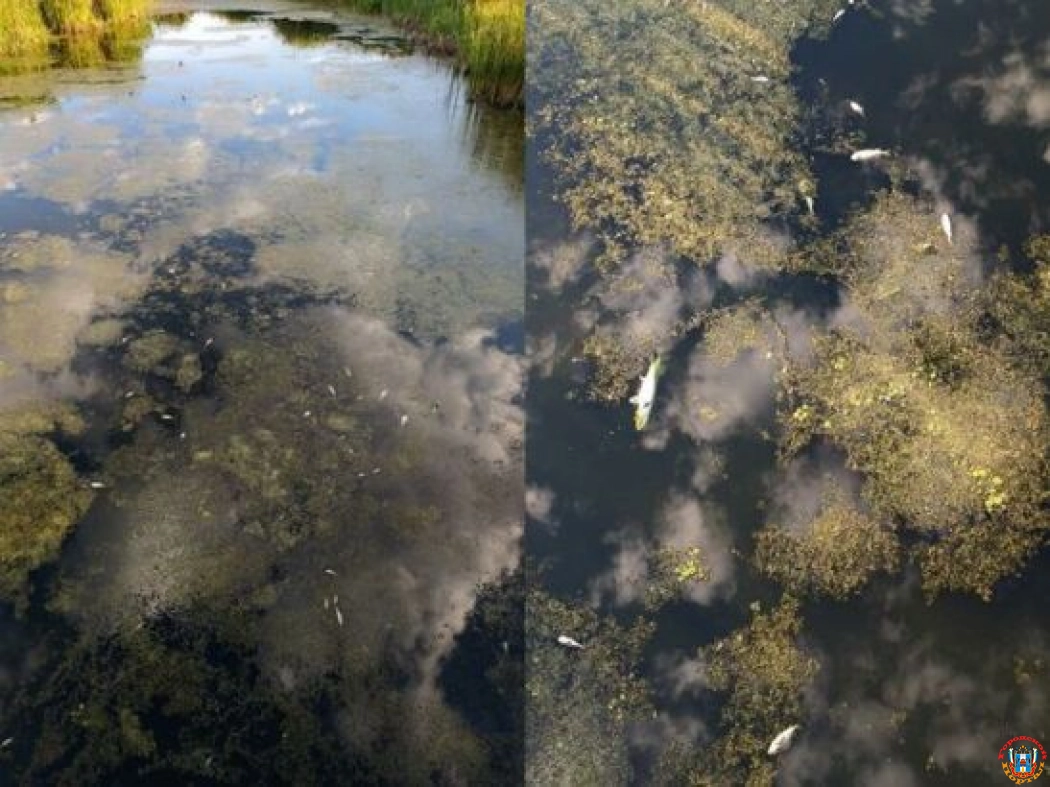 В Каменском районе в реке массово погибла рыба