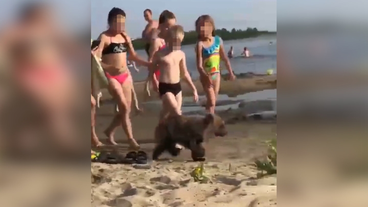 Дети искупались с медвежонком на пляже в Челябинской области. Видео