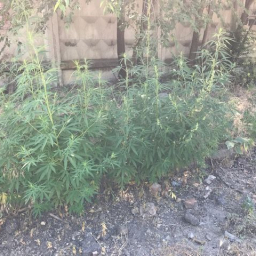 В Новочеркасске уничтожили 72 кв.м. дикорастущей конопли