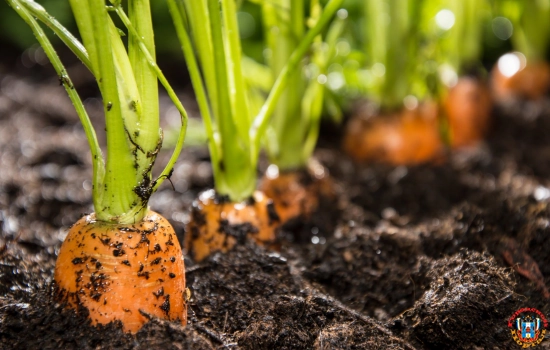 Морковь: выращивание и уход