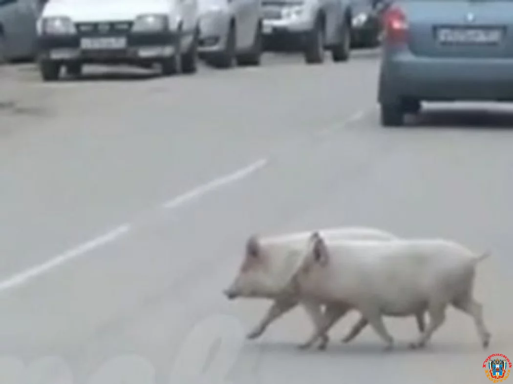 В Ростове по переулку Вешенскому разгуливали две свиньи