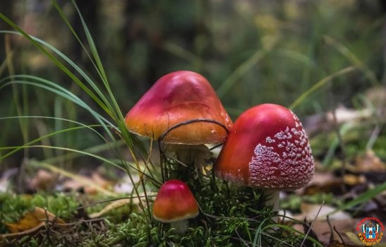 Двое жителей Ростовской области отравились дикорастущими грибами с начала года