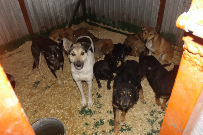 В Новошахтинске обвиняемые в убийстве 173 собак отделались штрафами