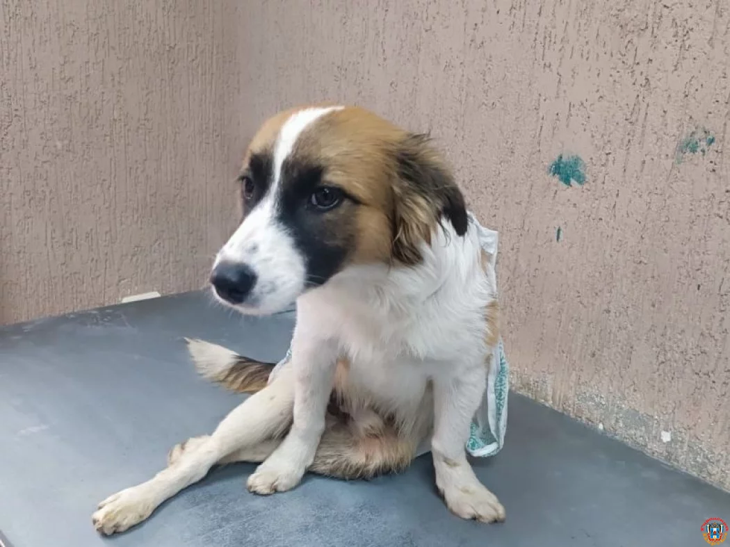 Псу с жуткими переломами пытаются помочь ветврачи в Сальске